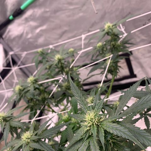 Tangie Auto 🍊  growlog photo: WEEK 4 defoliation 🥴