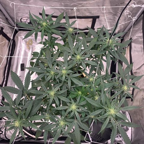 Tangie Auto 🍊  growlog timeline photo