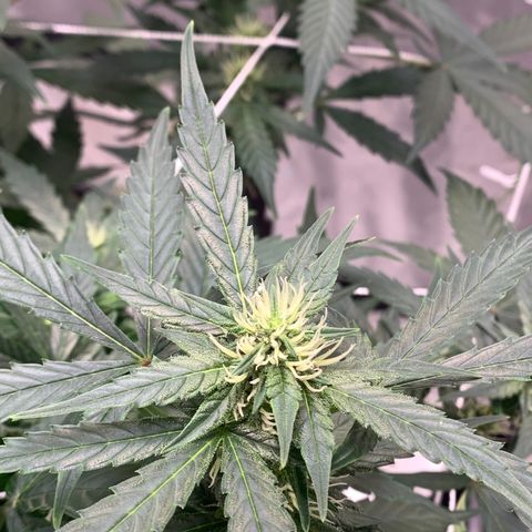 Tangie Auto 🍊  growlog timeline photo