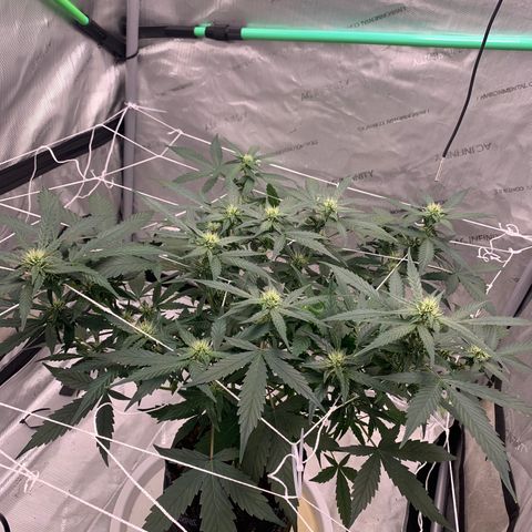 Tangie Auto 🍊  growlog timeline photo