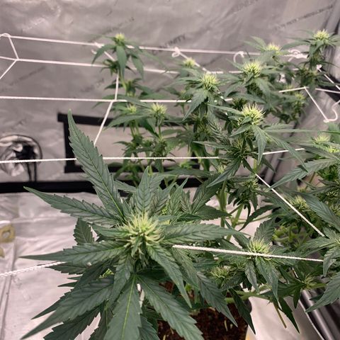 Tangie Auto 🍊  growlog photo: WEEK 4 defoliation 🥴