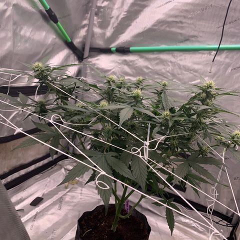 Tangie Auto 🍊  growlog timeline photo