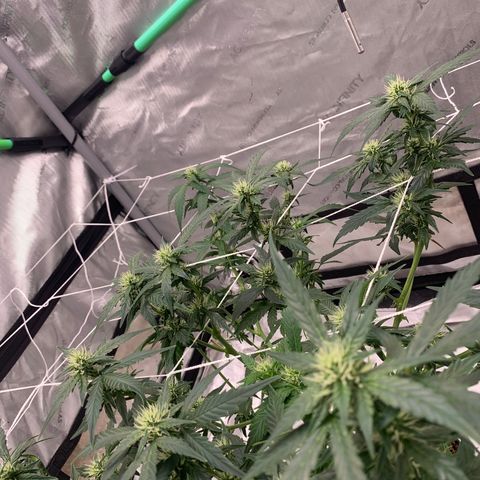 Tangie Auto 🍊  growlog photo: WEEK 4 defoliation 🥴