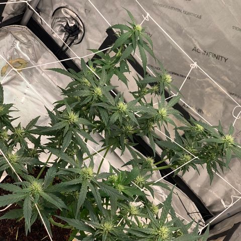 Tangie Auto 🍊  growlog photo: WEEK 4 defoliation 🥴