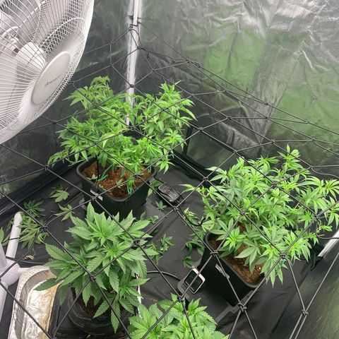 Michigan Cherries 🍒  growlog photo: The 4by fam