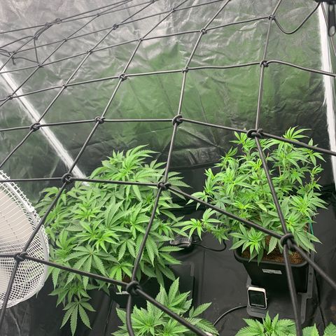 Michigan Cherries 🍒  growlog photo: The 4by fam