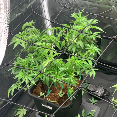 Gazzurple  ⛽️ 🍇  growlog photo: Never ending defol 