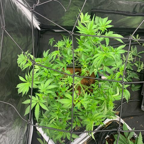 Gazzurple  ⛽️ 🍇  growlog photo: Never ending defol 
