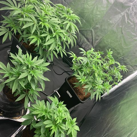 Michigan Cherries 🍒  growlog photo: The 4by fam