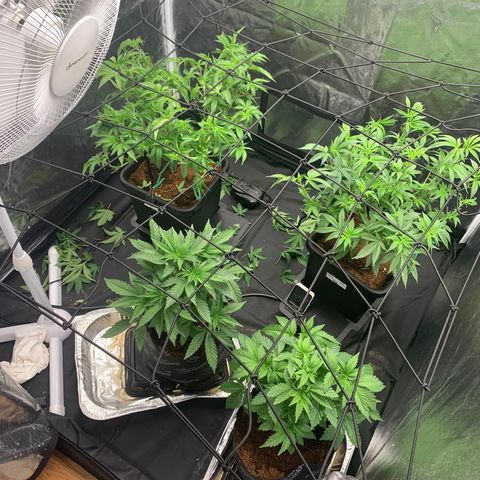 Michigan Cherries 🍒  growlog photo: The 4by fam