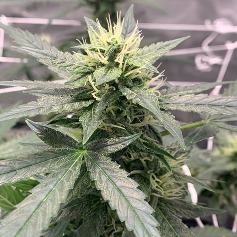 Tangie Auto 🍊  growlog photo: First orange hairs poppin