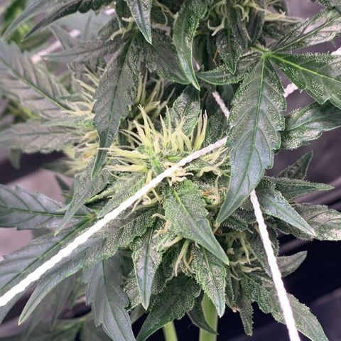 Tangie Auto 🍊  growlog photo: First orange hairs poppin
