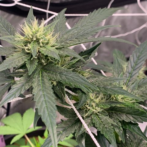 Tangie Auto 🍊  growlog photo: First orange hairs poppin