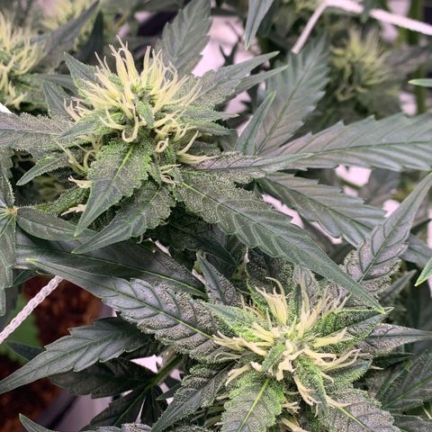 Tangie Auto 🍊  growlog photo: First orange hairs poppin