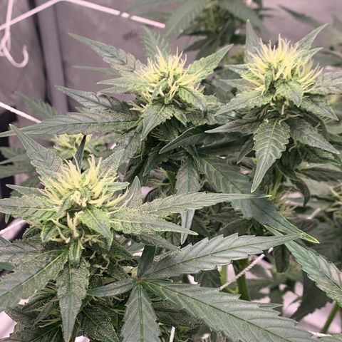 Tangie Auto 🍊  growlog photo: First orange hairs poppin