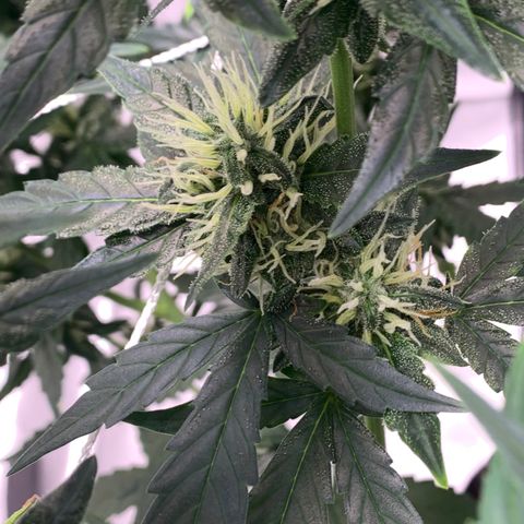 Tangie Auto 🍊  growlog photo: First orange hairs poppin
