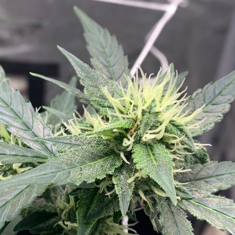 Tangie Auto 🍊  growlog photo: First orange hairs poppin