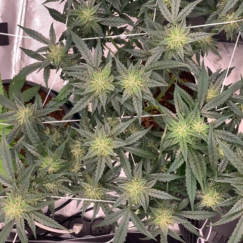 Tangie Auto 🍊  growlog photo: ORANGEEEE