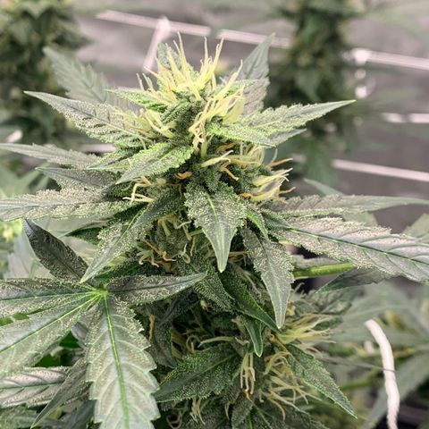 Tangie Auto 🍊  growlog photo: ORANGEEEE