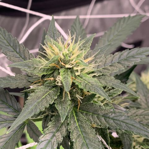 Tangie Auto 🍊  growlog photo: ORANGEEEE