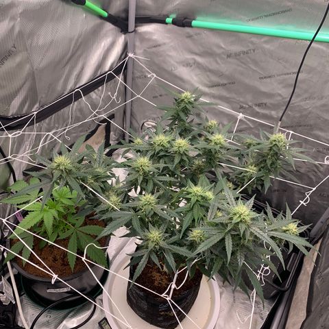 Tangie Auto 🍊  growlog photo: ORANGEEEE