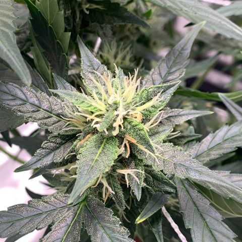 Tangie Auto 🍊  growlog photo: ORANGEEEE