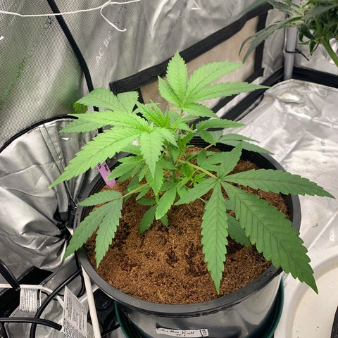 Collie Man Kush 🇯🇲  growlog timeline photo