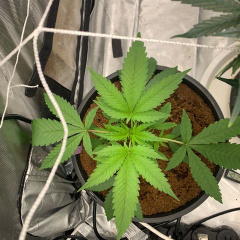 Collie Man Kush 🇯🇲  growlog timeline photo