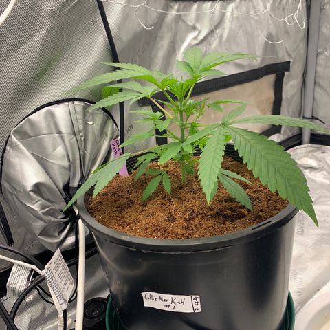 Collie Man Kush 🇯🇲  growlog timeline photo
