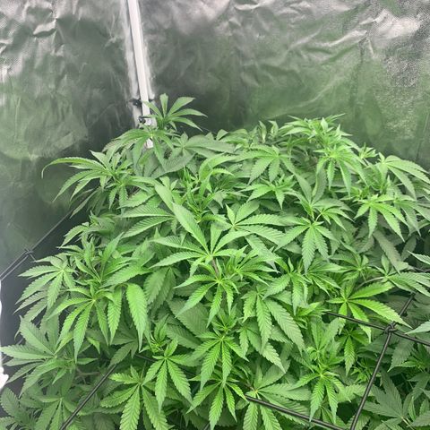 Gazzurple  ⛽️ 🍇  growlog timeline photo