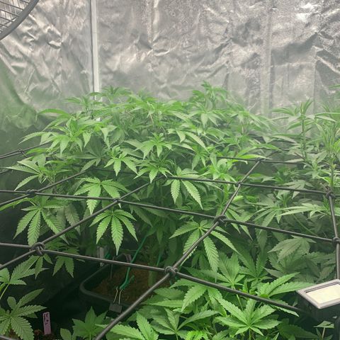 Gazzurple  ⛽️ 🍇  growlog timeline photo