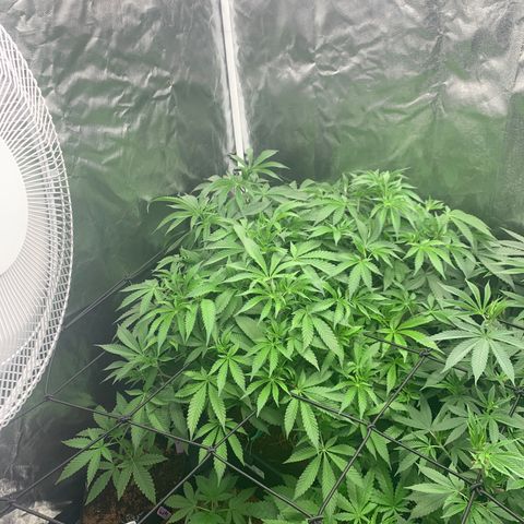 Gazzurple  ⛽️ 🍇  growlog timeline photo