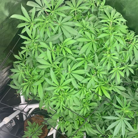 Gazzurple  ⛽️ 🍇  growlog timeline photo