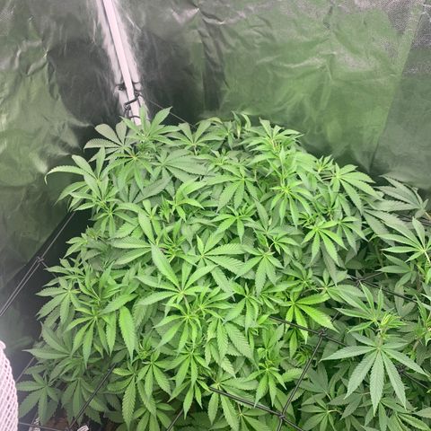 Gazzurple  ⛽️ 🍇  growlog timeline photo