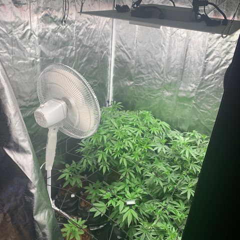 Gazzurple  ⛽️ 🍇  growlog timeline photo