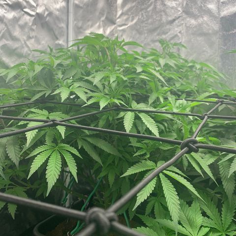 Gazzurple  ⛽️ 🍇  growlog timeline photo