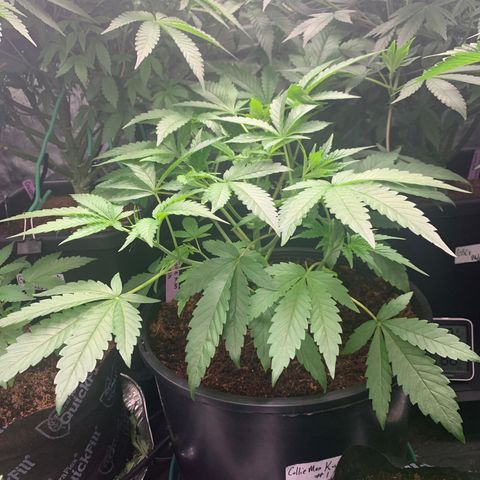 Collie Man Kush 🇯🇲  growlog timeline photo