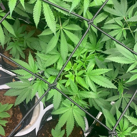 Collie Man Kush 🇯🇲  growlog timeline photo