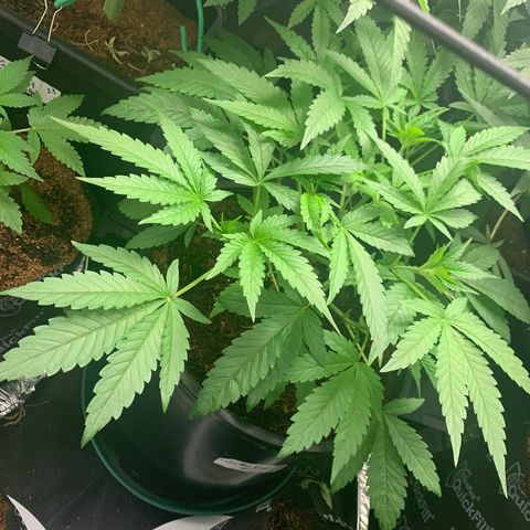 Collie Man Kush 🇯🇲  growlog timeline photo