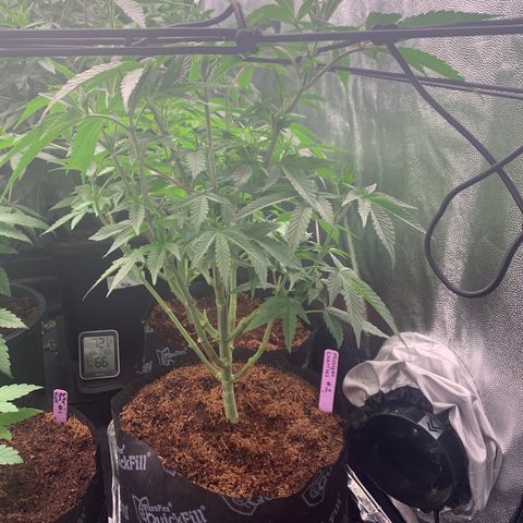 Michigan Cherries 🍒  growlog timeline photo