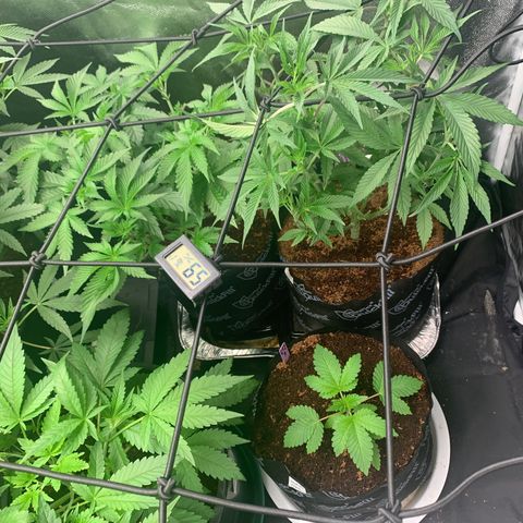 Michigan Cherries 🍒  growlog timeline photo