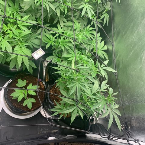 Michigan Cherries 🍒  growlog timeline photo