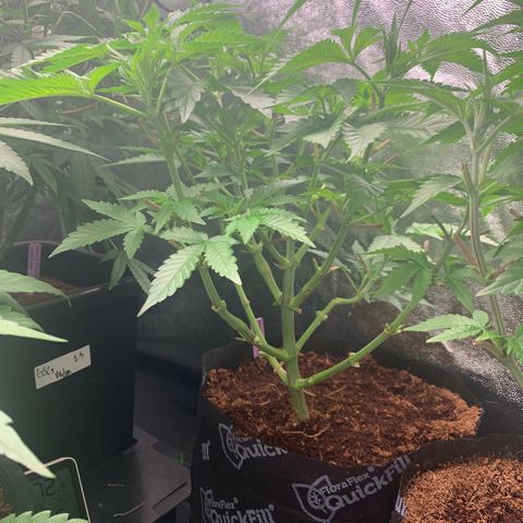 Michigan Cherries 🍒  growlog timeline photo