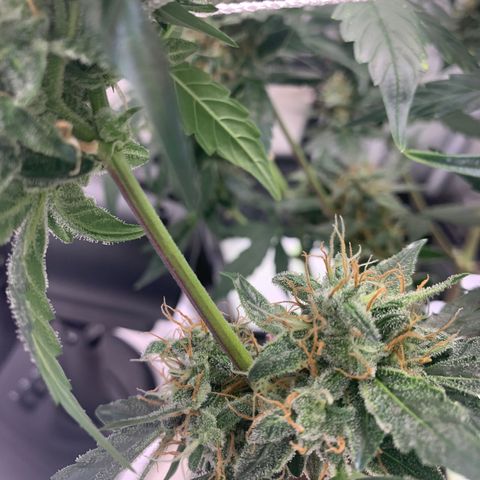 Tangie Auto 🍊  growlog timeline photo