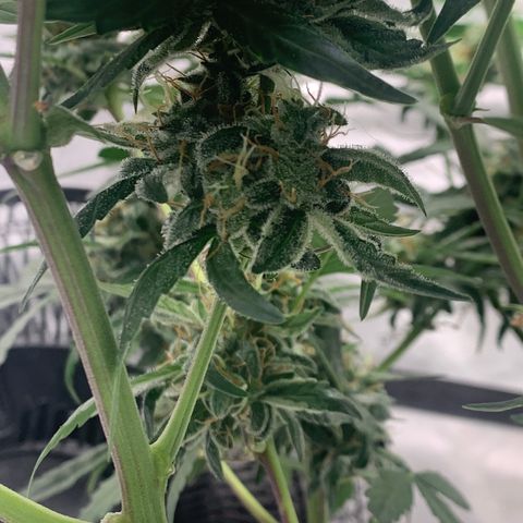 Tangie Auto 🍊  growlog timeline photo