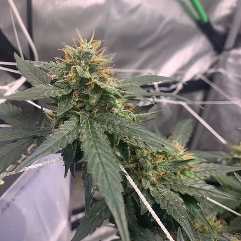 Tangie Auto 🍊  growlog timeline photo