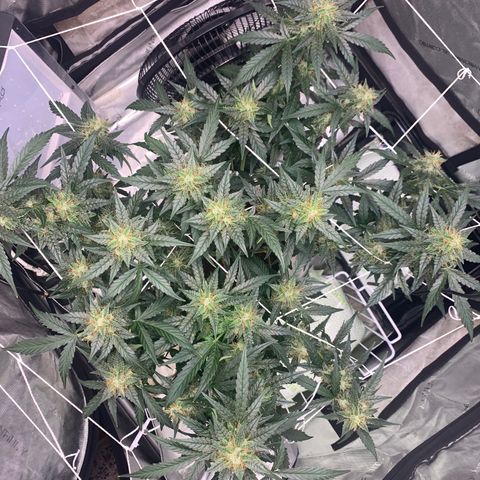 Tangie Auto 🍊  growlog timeline photo