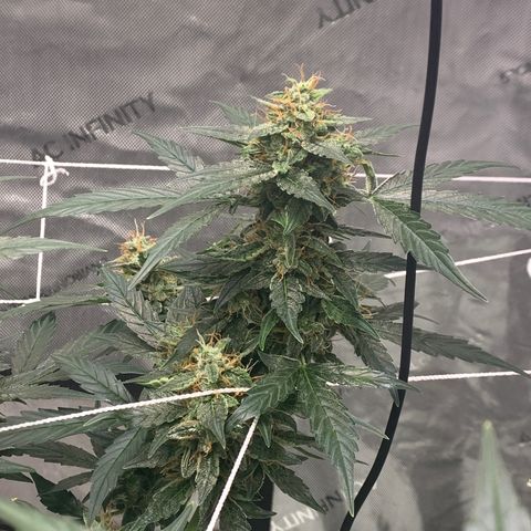 Tangie Auto 🍊  growlog timeline photo