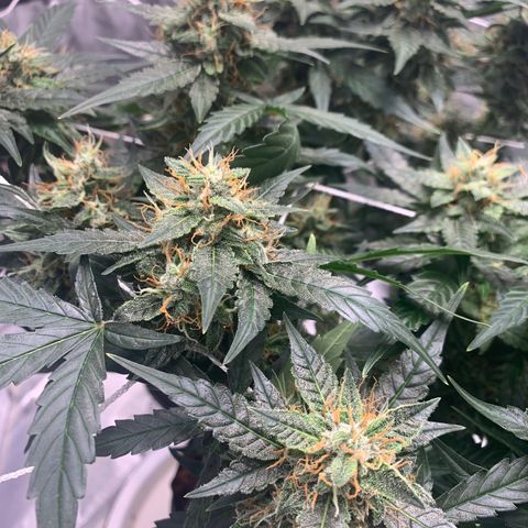 Tangie Auto 🍊  growlog timeline photo
