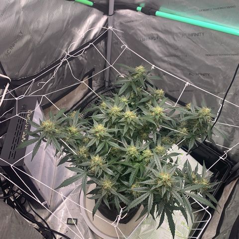 Tangie Auto 🍊  growlog timeline photo